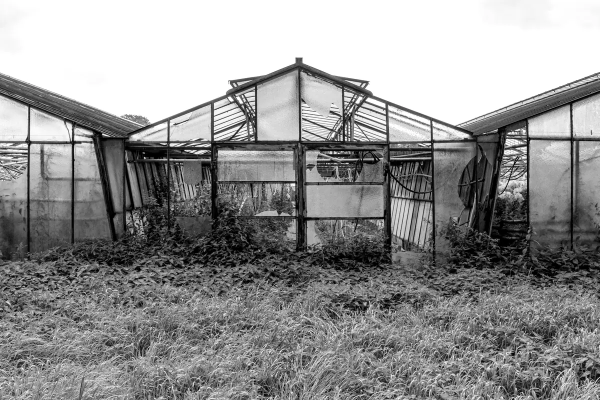 Une serre abandonnée aux vitres brisées, envahie par les herbes